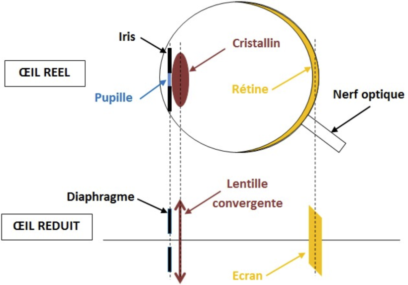 1ère Spé – Chapitre 18 : Lentilles Minces Convergentes Et Images – Tube ...